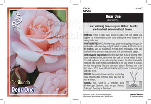 Picture of ROSE DEAR ONE (FL)                                                                                                                                    