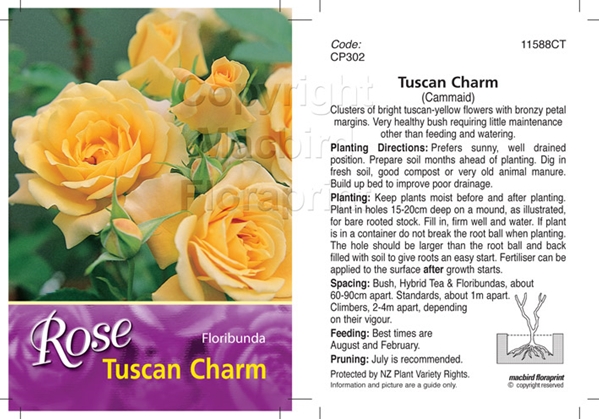 Picture of ROSE TUSCAN CHARM (FL)                                                                                                                                