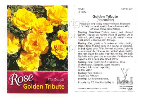 Picture of ROSE GOLDEN TRIBUTE (FL)                                                                                                                              