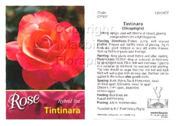 Picture of ROSE TINTINARA (HT)                                                                                                                                   