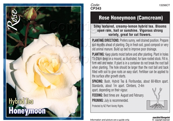 Picture of ROSE HONEYMOON (HT)                                                                                                                                   