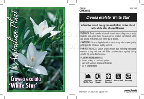 Picture of CROWEA EXALATA WHITE STAR                                                                                                                             