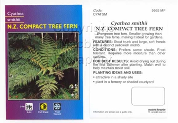 Picture of FERN CYATHEA SMITHII NZ COMPACT TREE FERN                                                                                                             