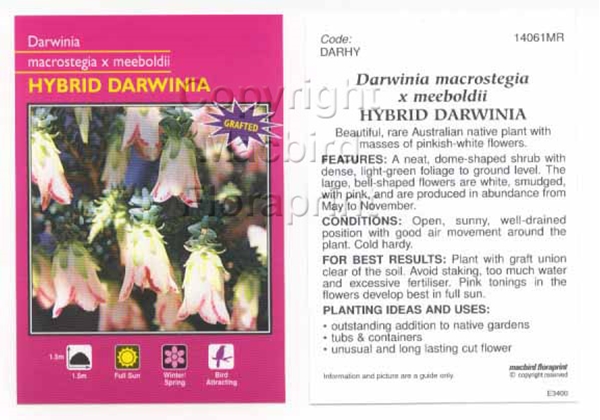 Picture of DARWINIA HYBRID GRAFTED                                                                                                                               