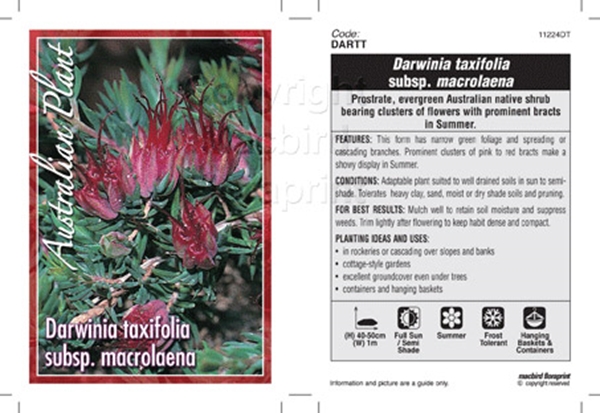 Picture of DARWINIA TAXIFOLIA SSP.MACROLAENA                                                                                                                     