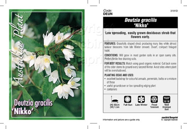 Picture of DEUTZIA GRACILIS NIKKO                                                                                                                                