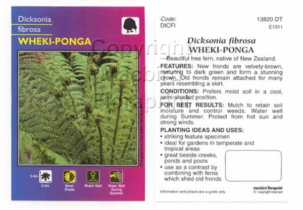 Picture of FERN DICKSONIA FIBROSA WHEKI PONGA                                                                                                                    