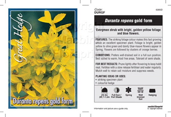 Picture of DURANTA REPENS GOLD FORM                                                                                                                              