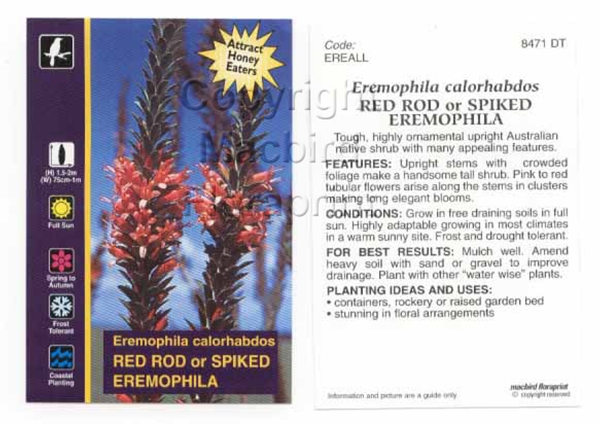 Picture of EREMOPHILA CALORHABDOS RED ROD OR SPIKED                                                                                                              