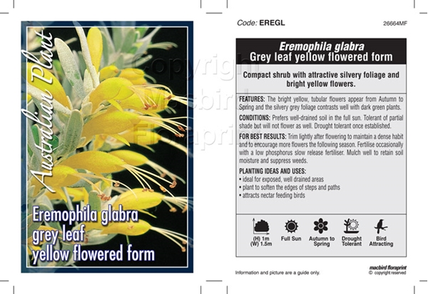 Picture of EREMOPHILA GLABRA GREY LEAF YELLOW FLOWERED FORM                                                                                                      