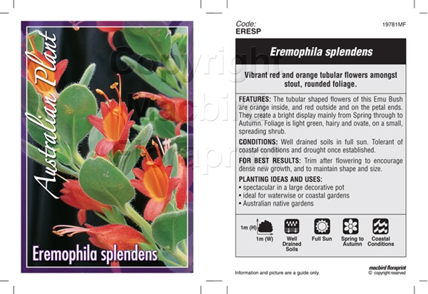 Picture of EREMOPHILA SPLENDENS                                                                                                                                  