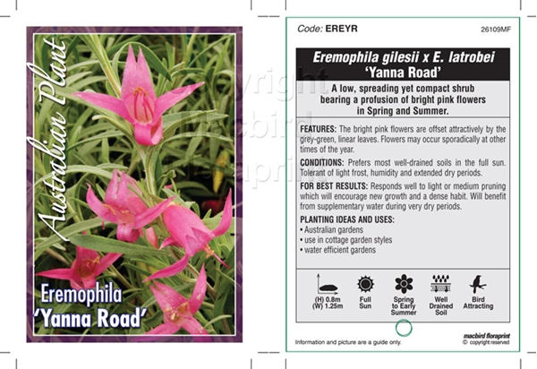 Picture of EREMOPHILA YANNA ROAD                                                                                                                                 