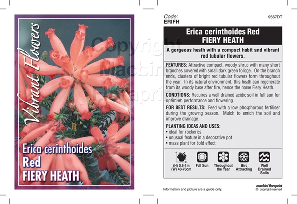 Picture of ERICA CERINTHOIDES RED FIERY HEATH                                                                                                                    