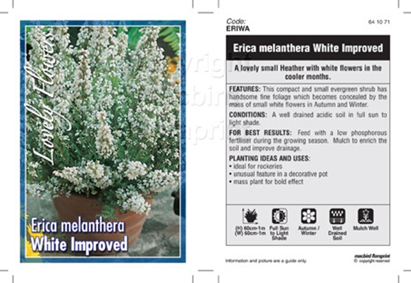Picture of ERICA MELANTHERA WHITE IMPROVED                                                                                                                       
