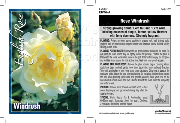 Picture of ROSE WINDRUSH (ER)                                                                                                                                    
