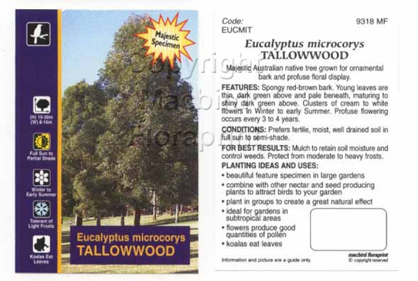 Picture of EUCALYPTUS MICROCORYS TALLOWWOOD                                                                                                                      