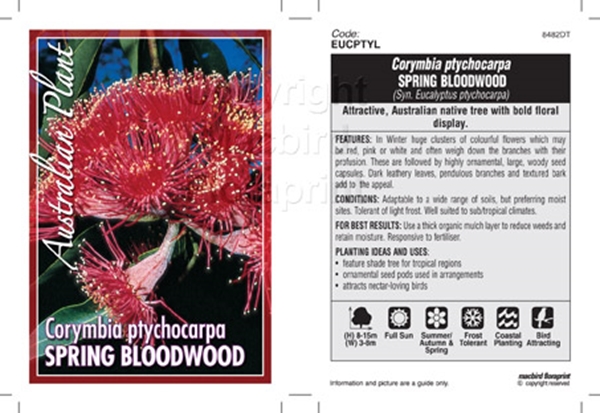 Picture of CORYMBIA PTYCHOCARPA SPRING BLOODWOOD                                                                                                                 