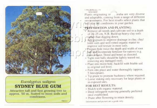 Picture of EUCALYPTUS SALIGNA SYDNEY BLUE GUM                                                                                                                    