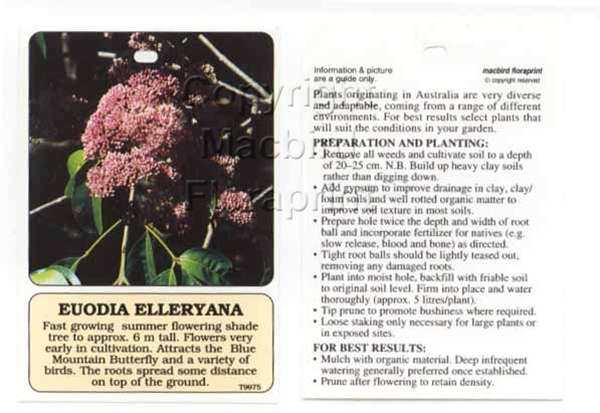 Picture of EUODIA ELLERYANA                                                                                                                                      