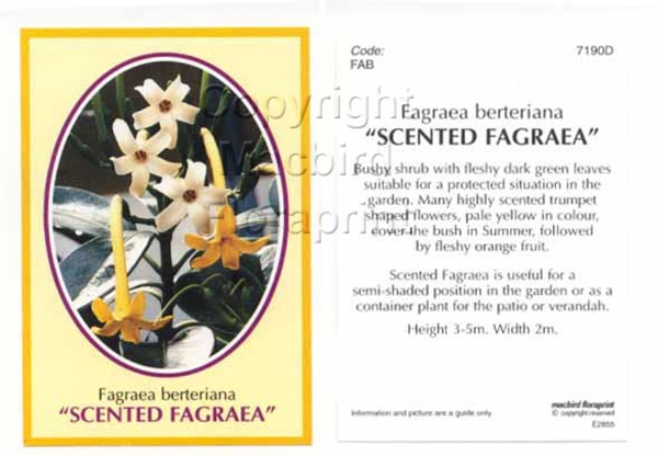 Picture of FAGRAEA BERTERIANA SCENTED FAGRAEA                                                                                                                    