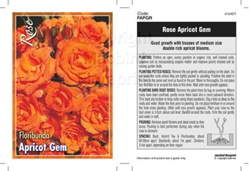 Picture of ROSE APRICOT GEM (FL)                                                                                                                                 