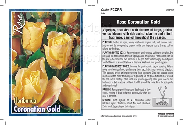 Picture of ROSE CORONATION GOLD (FL)                                                                                                                             