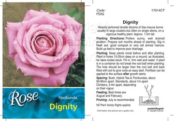 Picture of ROSE DIGNITY (FL)                                                                                                                                     