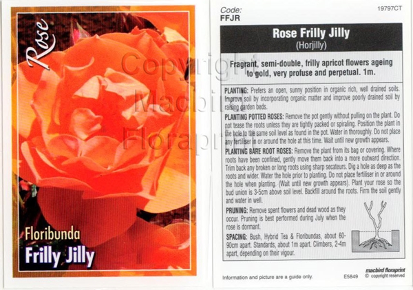 Picture of ROSE FRILLY JILLY (FL)                                                                                                                                