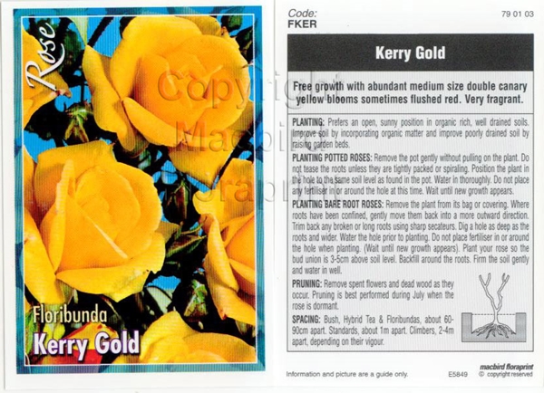 Picture of ROSE KERRY GOLD (FL)                                                                                                                                  