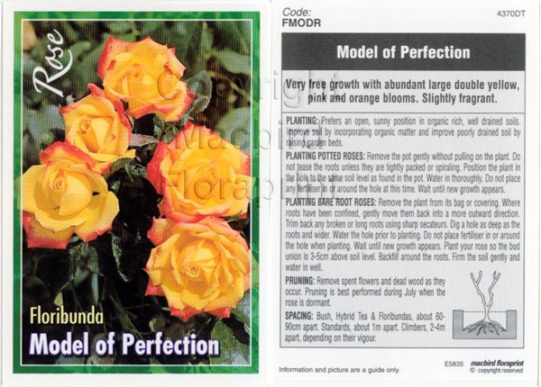 Picture of ROSE MODEL OF PERFECTION (FL)                                                                                                                         