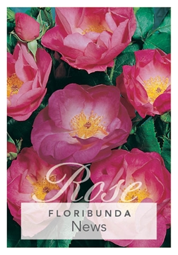 Picture of ROSE NEWS (FL)                                                                                                                                        