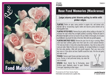 Picture of ROSE FOND MEMORIES (FL)                                                                                                                               