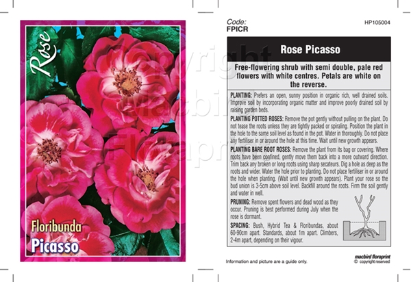 Picture of ROSE PICASSO (FL)                                                                                                                                     