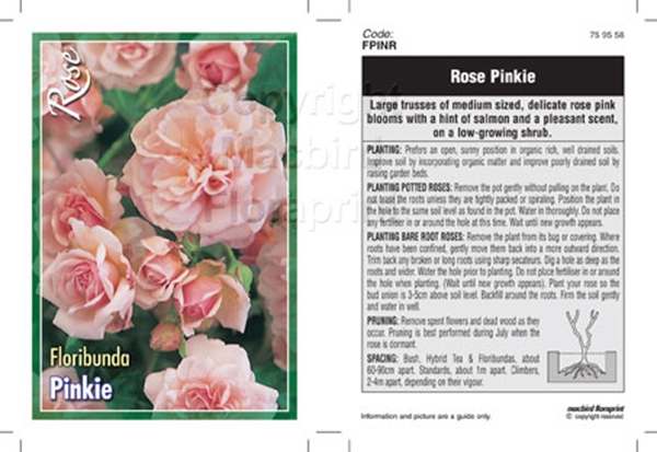 Picture of ROSE PINKIE (FL)                                                                                                                                      