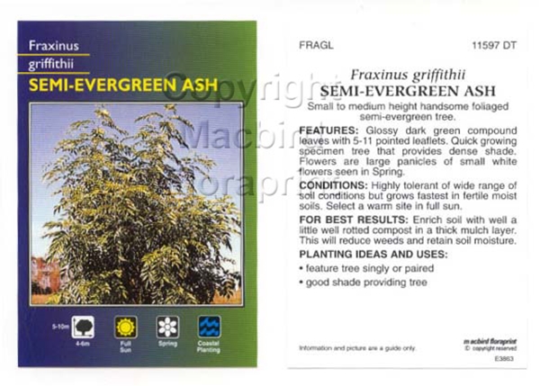 Picture of FRAXINUS GRIFFITHII SEMI EVERGREEN ASH                                                                                                                