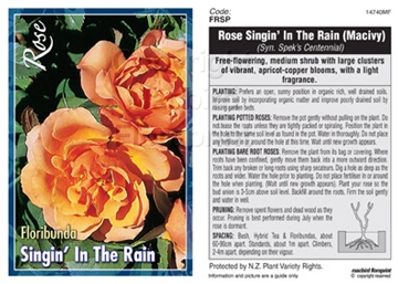 Picture of ROSE SINGIN&#39; IN THE RAIN (FL) SYN. SPEKS CENTENNIAL                                                                                               