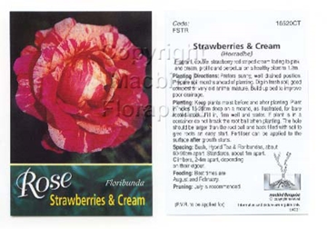 Picture of ROSE STRAWBERRIES AND CREAM (FL)                                                                                                                      