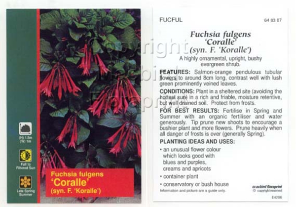 Picture of HOUSEPLANT FUCHSIA FULGENS CORALLE (SYN F. KORALLE)                                                                                                   