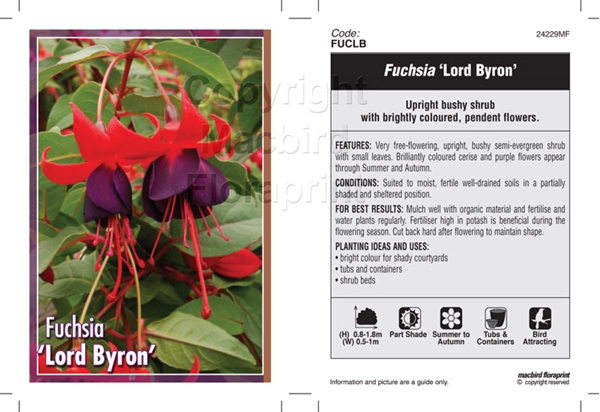 Picture of HOUSEPLANT FUCHSIA LORD BYRON                                                                                                                         
