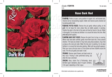 Picture of ROSE DARK RED (UNNAMED VARIETY) (FL)                                                                                                                  