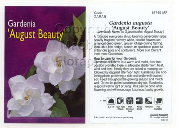 Picture of GARDENIA AUGUST BEAUTY                                                                                                                                