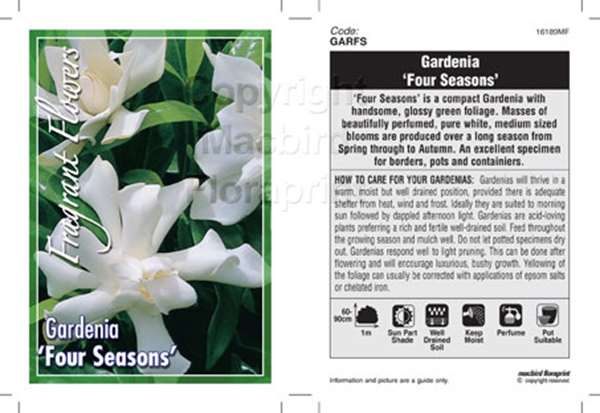 Picture of GARDENIA FOUR SEASONS                                                                                                                                 