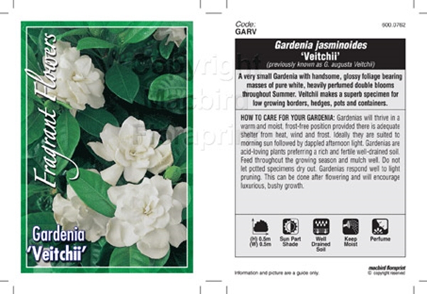 Picture of GARDENIA VEITCHII                                                                                                                                     