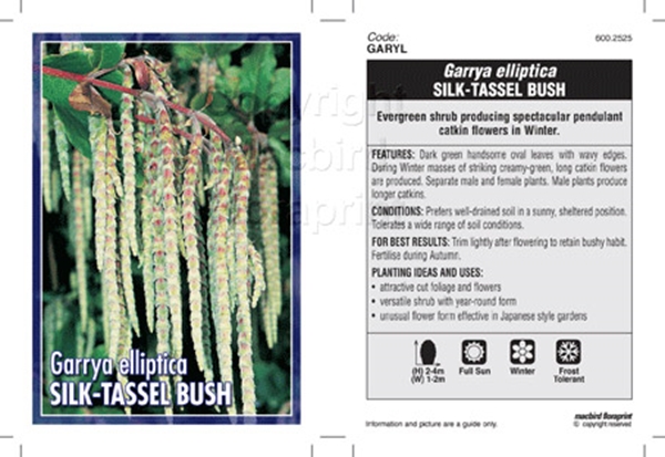 Picture of GARRYA ELLIPTICA SILK TASSEL BUSH                                                                                                                     