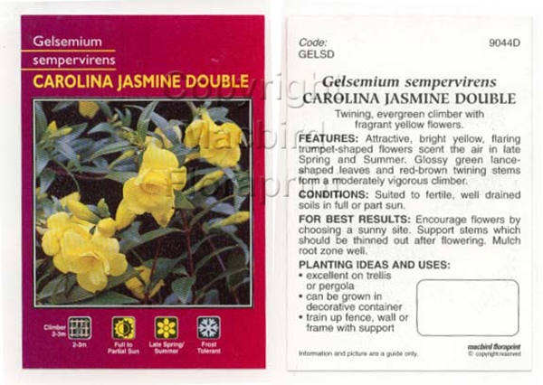 Picture of GELSEMIUM SEMPERVIRENS CAROLINA JASMINE DOUBL                                                                                                         