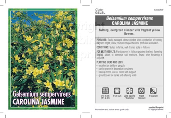 Picture of GELSEMIUM SEMPERVIRENS CAROLINA JASMINE                                                                                                               