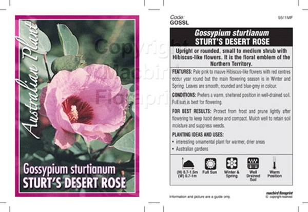 Picture of GOSSYPIUM STURTIANUM STURTS DESERT ROSE                                                                                                               