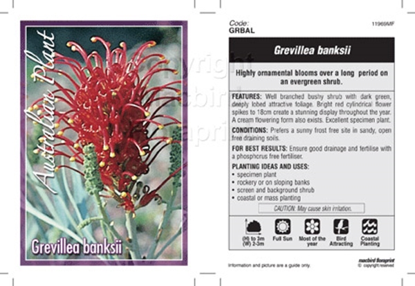 Picture of GREVILLEA BANKSII                                                                                                                                     