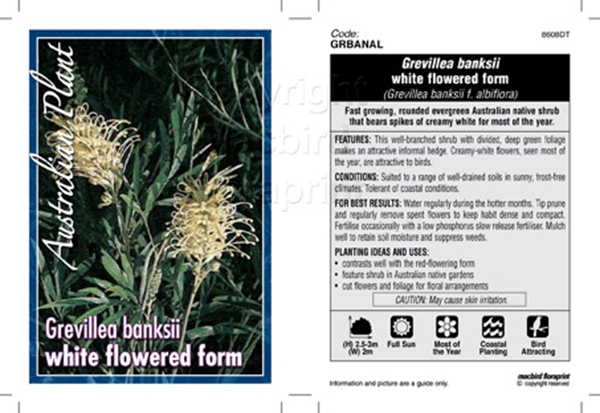 Picture of GREVILLEA BANKSII ALBIFLORA WHITE FLOWERED FORM                                                                                                       