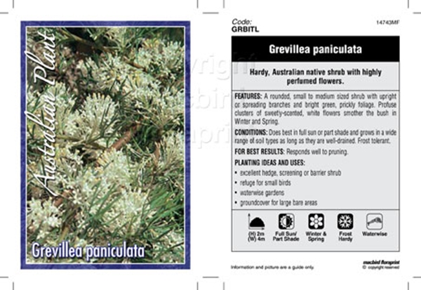 Picture of GREVILLEA PANICULATA                                                                                                                                  